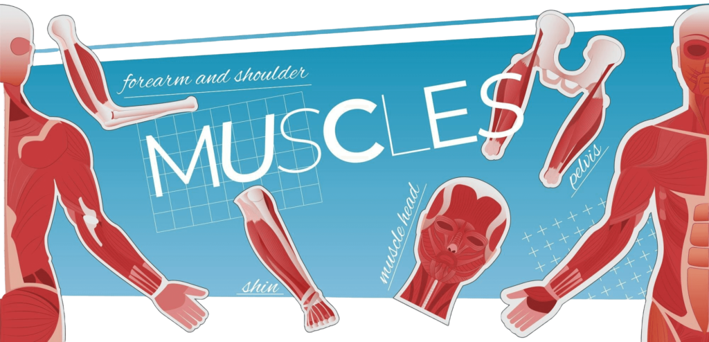 Muscle Recovery